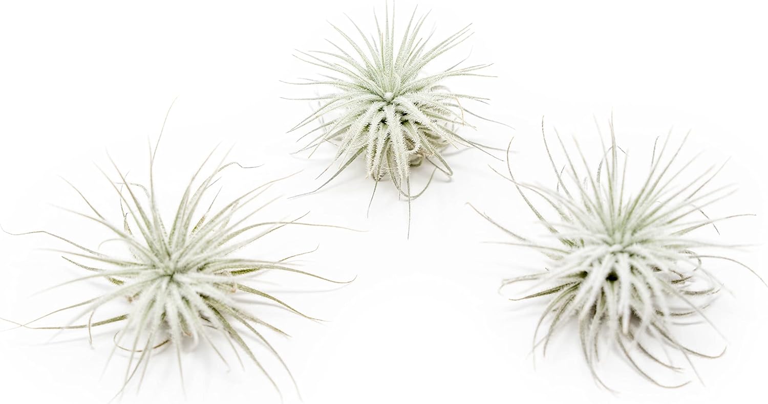 3 PCs Small Tectorum Ecuador Air Plant - Easy Care Indoor Plants