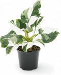 Rare White Princess Philodendron - Elegant Indoor Houseplant