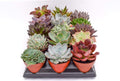Live Echeveria Succulent Plants 15 Pack - Assorted 4-in Rosette Set