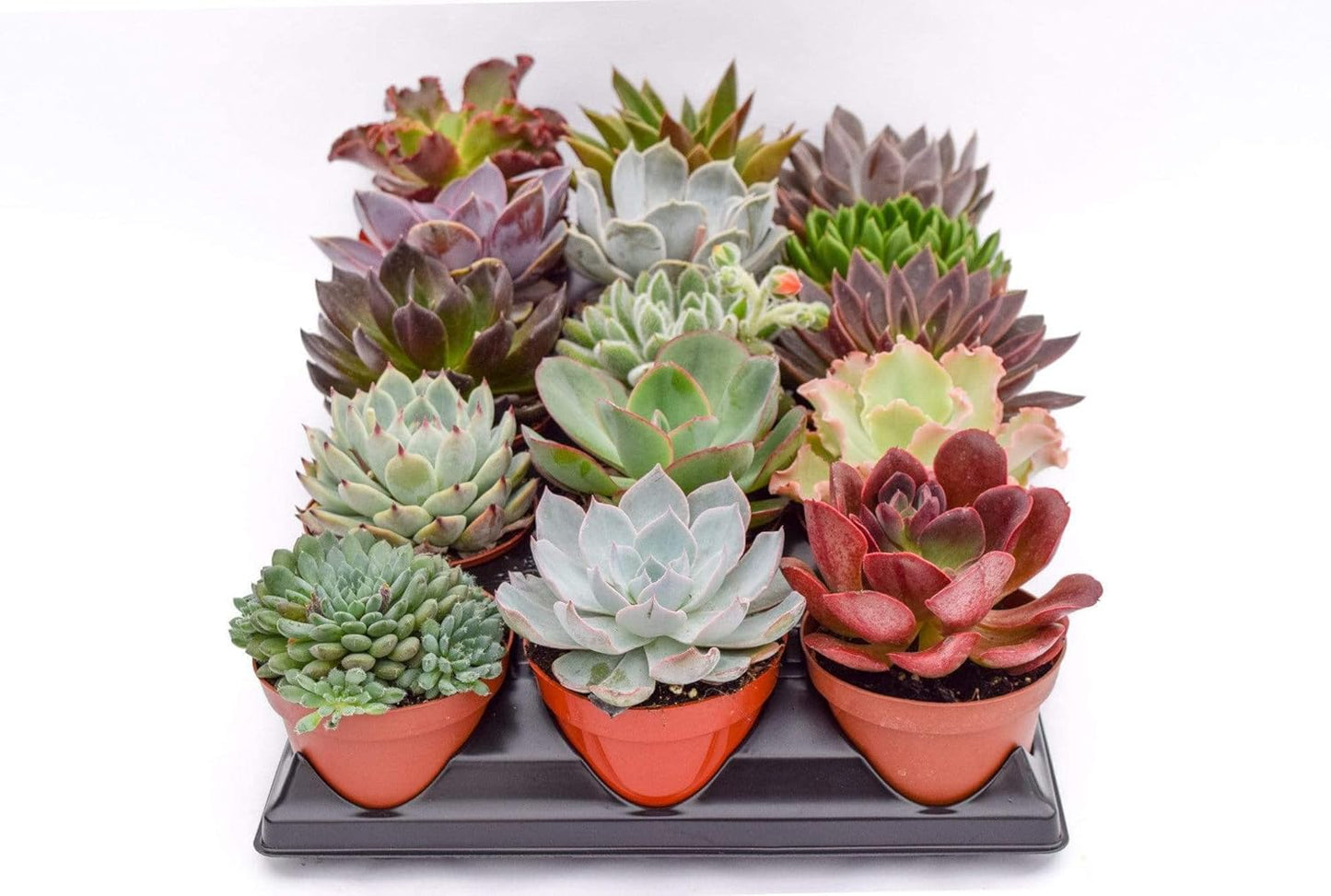Live Echeveria Succulent Plants - 15 Pack of 4-Inch Assorted