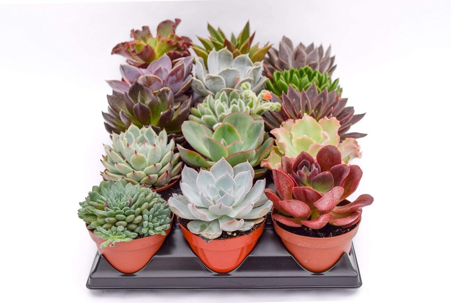 Live Echeveria Succulent Plants - 15 Pack of 4-Inch Assorted