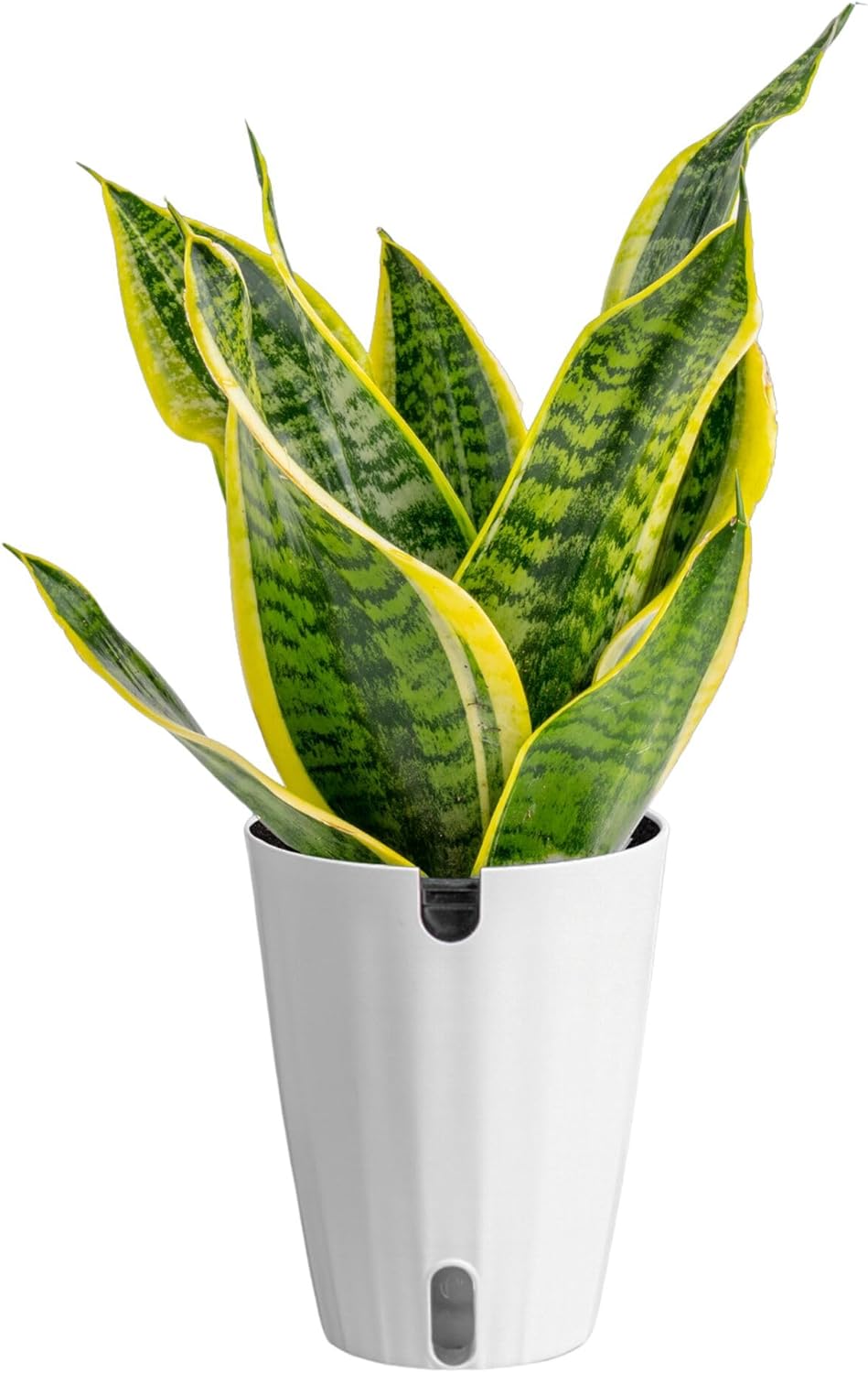 Snake Plant Live Indoor Houseplant for Home Decor and Gifts