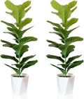 Artificial Fiddle Leaf Fig Trees Set of 2 - Lifelike 33 in Faux Plants
