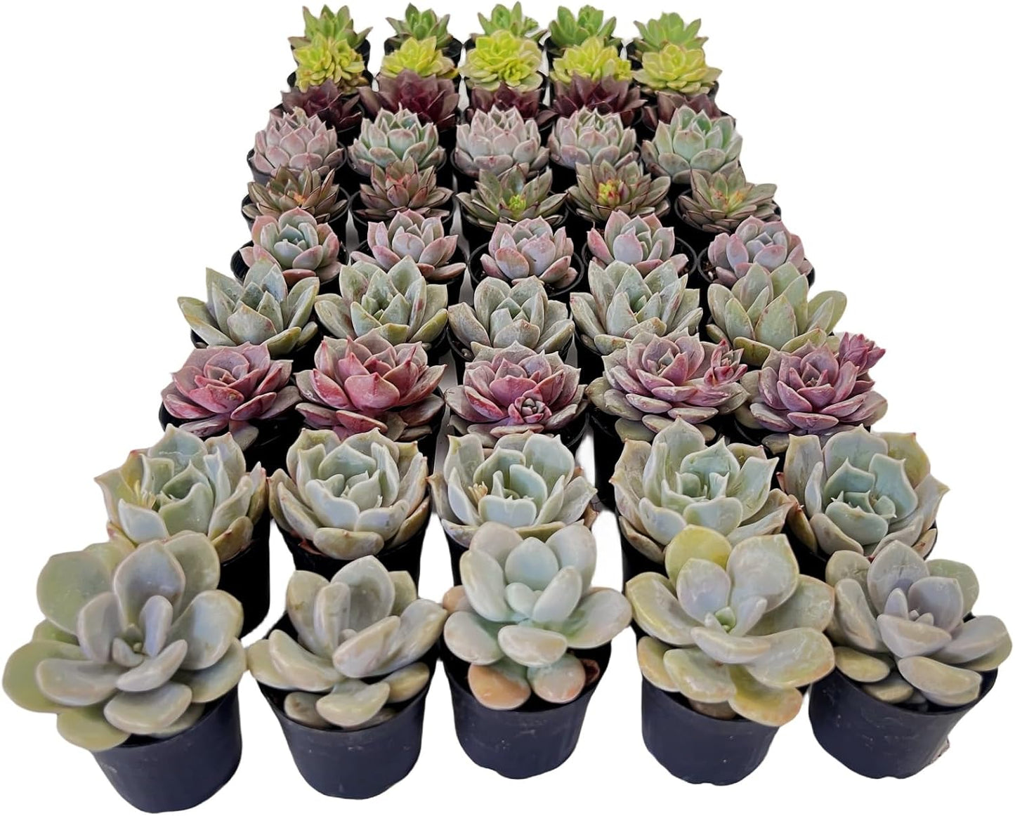 15 Pack Rosettes Succulents Plants Live for Home Garden Decor