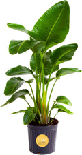 White Bird of Paradise Live Indoor Plant 3-4 ft - Lush Floor Plant
