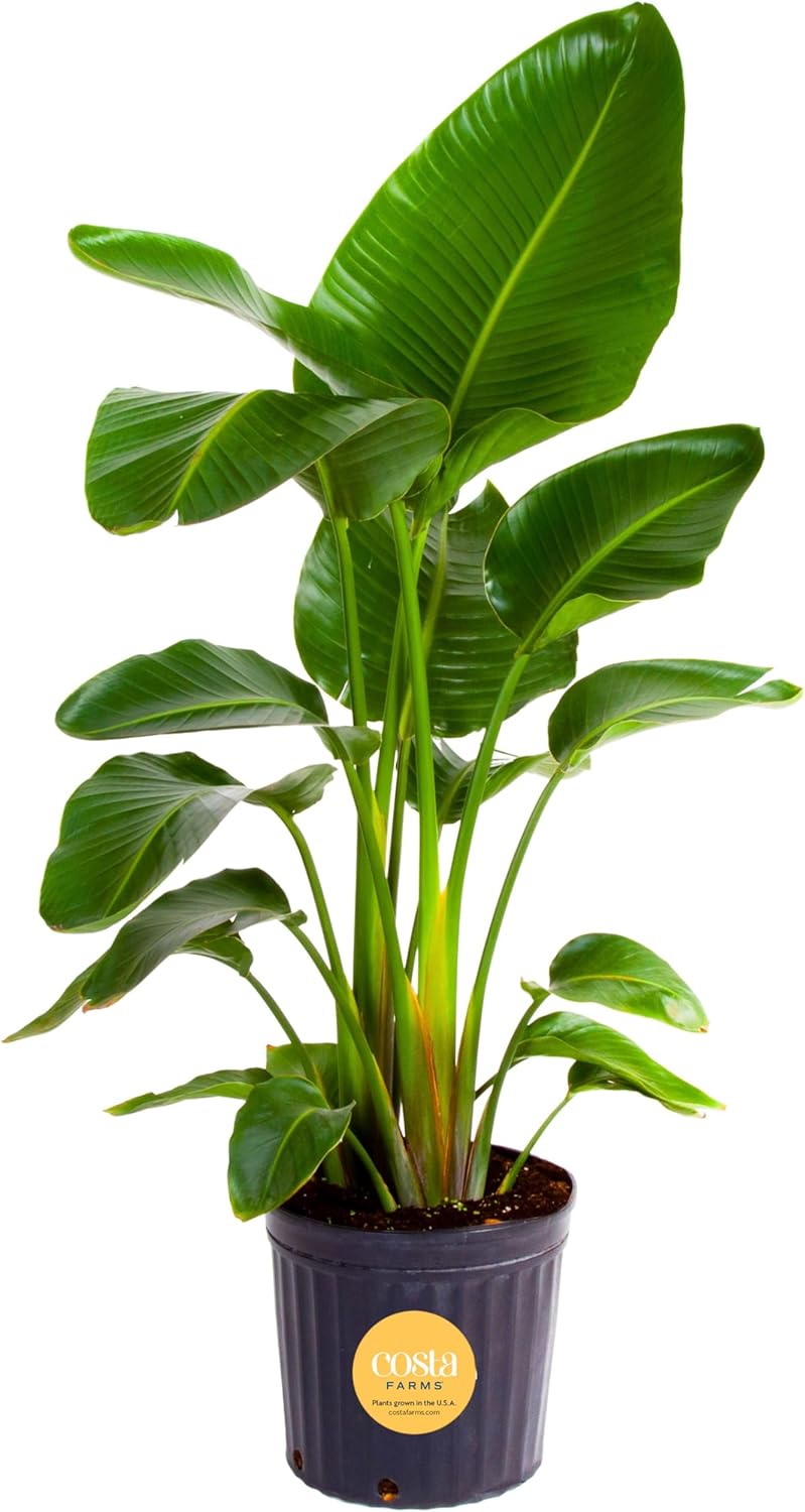 White Bird of Paradise Indoor Plant for Home and Office Decor