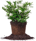 Perfect Plants Frostproof Gardenia Live Plant, 3 Gallon Pot - Fragrant