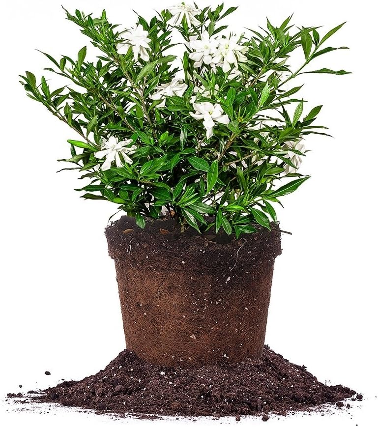 Frostproof Gardenia Live Plant in 3 Gallon Pot for Your Garden