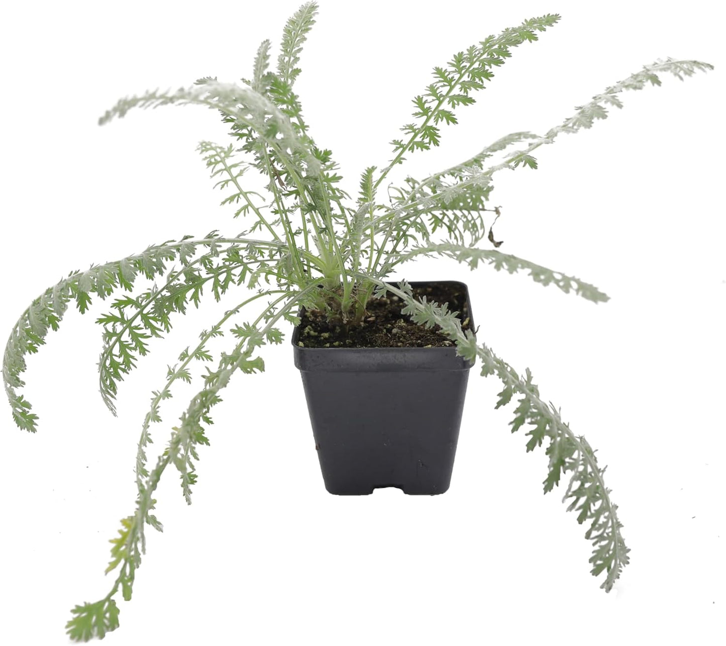 Achillea Moonshine Yarrow - Vibrant Perennial Plant for Gardens