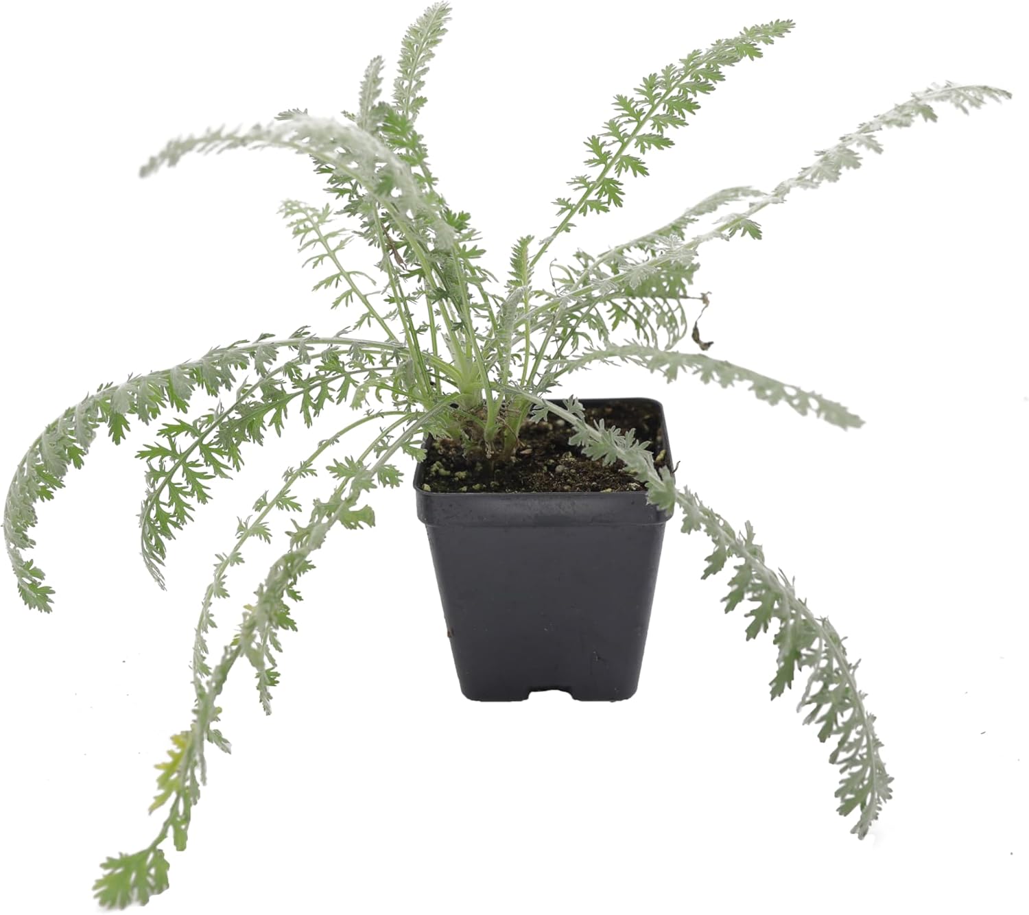Achillea Moonshine Yarrow - Vibrant Perennial Plant for Gardens