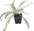 Achillea Moonshine Yarrow Live Perennial Plants - 3 Pint Pots