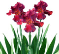 Easy to Grow Bearded Iris Bernice's Legacy - 9 Bulbs Rhizomes