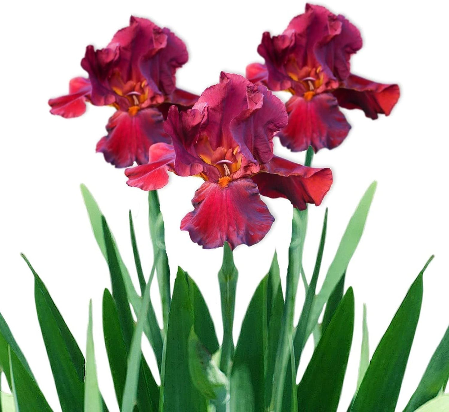 Easy to Grow Bearded Iris Bernice's Legacy - 9 Plant Bulbs