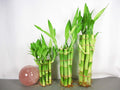 Straight Lucky Bamboo 30 Stalks (4in, 6in, 8in) - Easy Care Indoor
