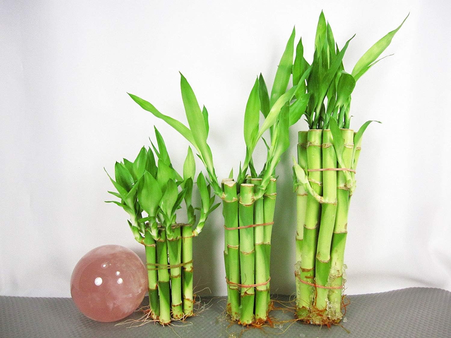 30 Stalks of Straight Lucky Bamboo for Feng Shui Arrangements