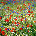 Field of Dreams Flower Mixed Seeds for Planting - Pollinator Mix
