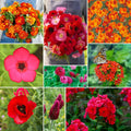 Eden Brothers Red Head Wildflower Mixed Seeds for Planting