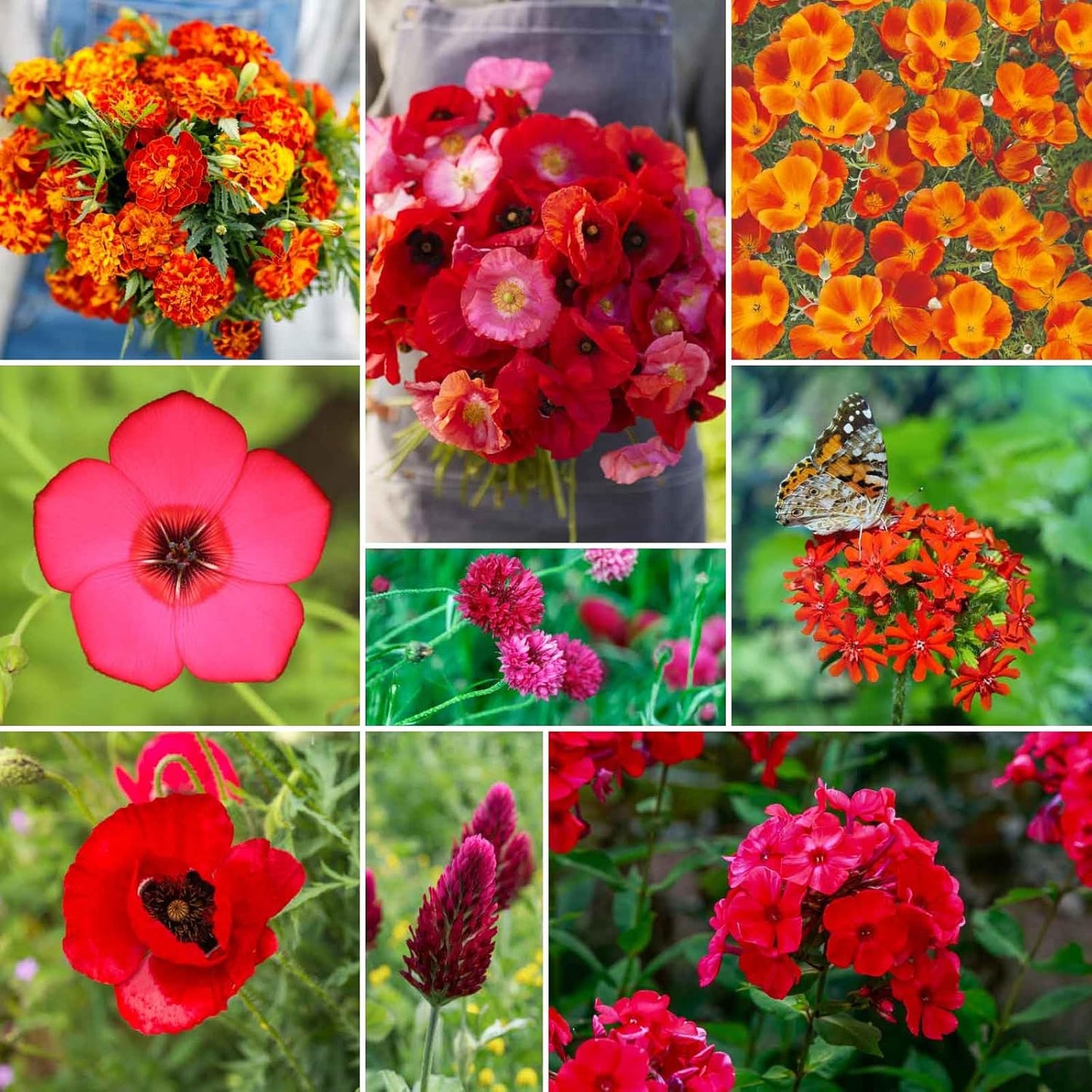 Eden Brothers Red Head Wildflower Mixed Seeds for Planting