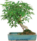 Hawaiian Umbrella Bonsai Tree Medium 5 Year - Indoor Water Pot