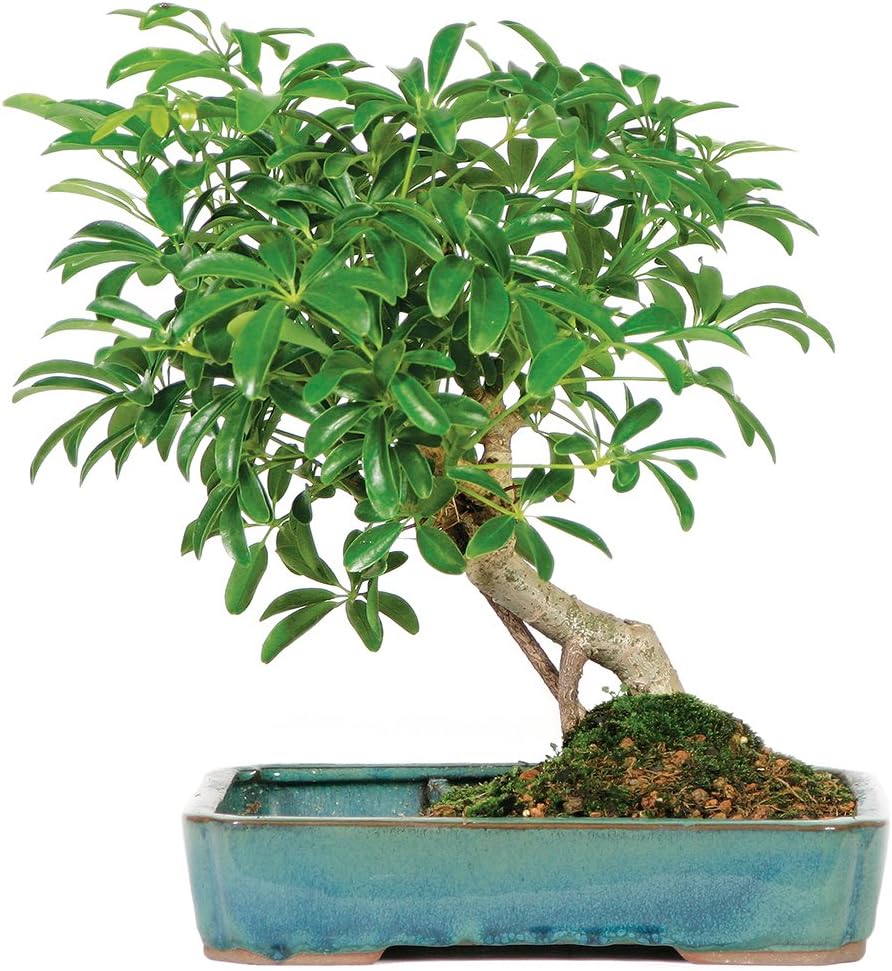Live Hawaiian Umbrella Bonsai Tree - Perfect Indoor Decor
