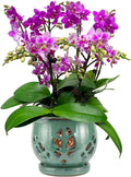 Orchid Pot with Holes and Saucer 6.5 in - Glazed Ceramic Planter