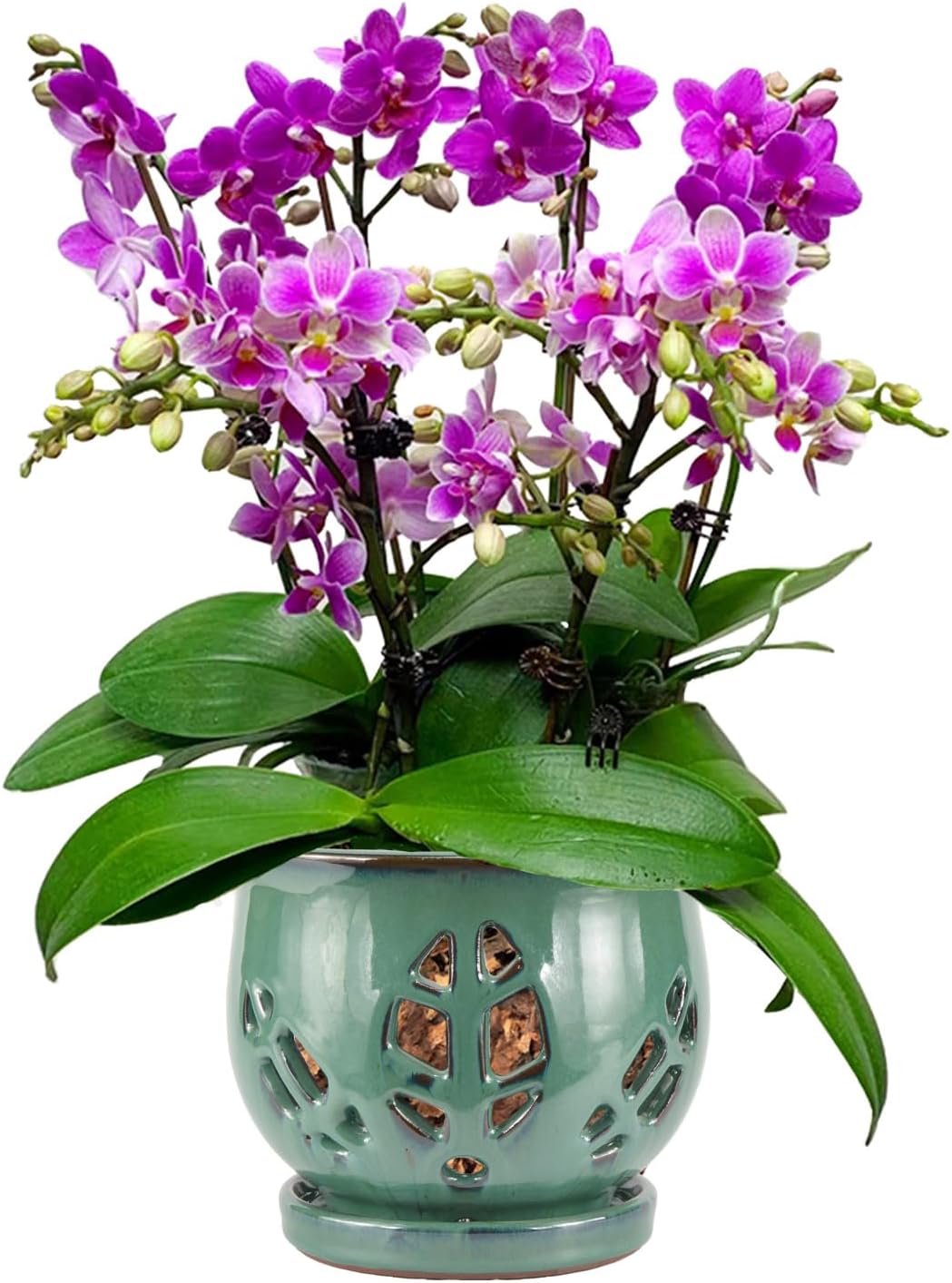 W&W Orchid Pot with Holes and Saucer for Healthy Orchids