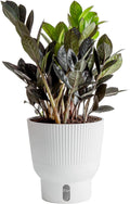 Raven ZZ Plant Indoor - Easy Care, Modern White Planter