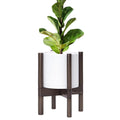 D'vine Dev 8 in Planter Pot with Walnut Stand - Modern Indoor
