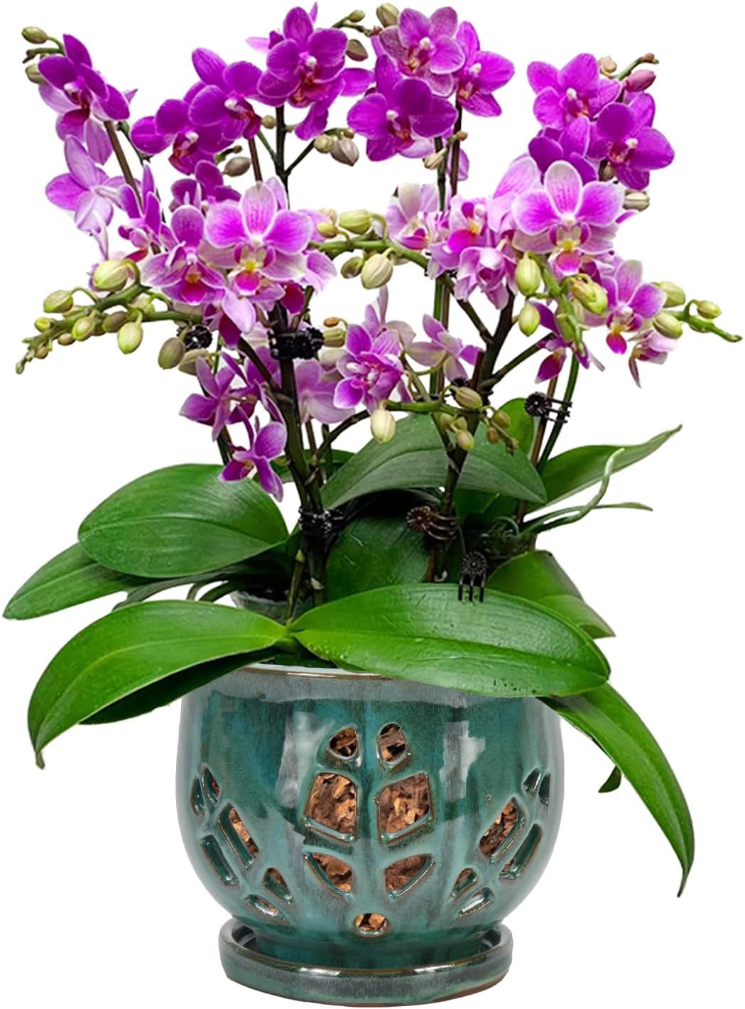 W&W Orchid Pot with Holes and Saucer for Healthy Orchids