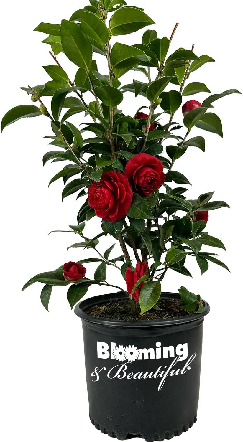 Black Tie Camellia - Stunning Dark Red Evergreen Shrub