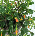 Premium Goldfish Plant 6ft Hanging Basket - Blooms Frequently