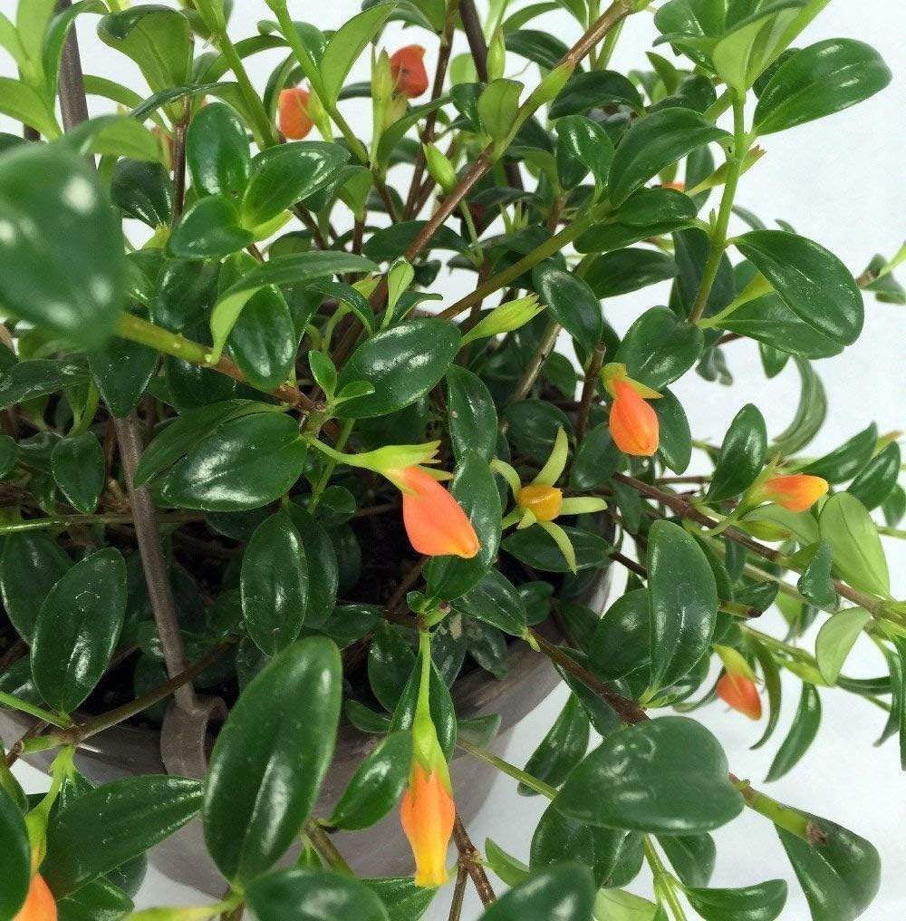 Premium Goldfish Plant - 6in Hanging Basket for Year-Round Blooms