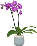 Premium Purple Live Orchid Plant in 3.5ft Blue & White Pot - Pet