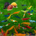 Premium Neocaridina Shrimp Combo for Vibrant Aquariums