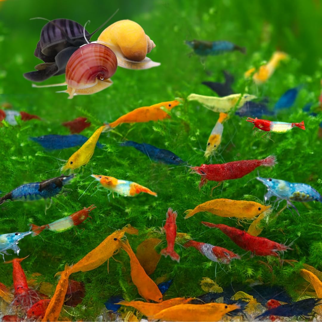 Premium Neocaridina Shrimp Combo for Vibrant Aquariums