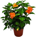 Hibiscus Bush Double Peach Flowering Plant Live - 26 to 28 in