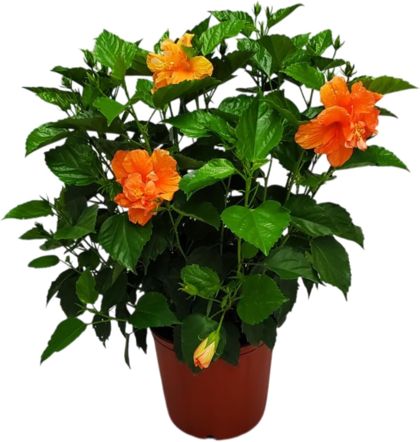 Hibiscus Bush Double Peach Flowering Plant Live for Your Garden