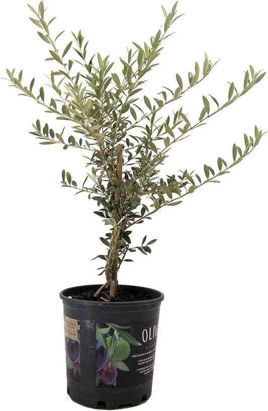 Arbequina Olive Tree for Home Gardening and Mediterranean Charm