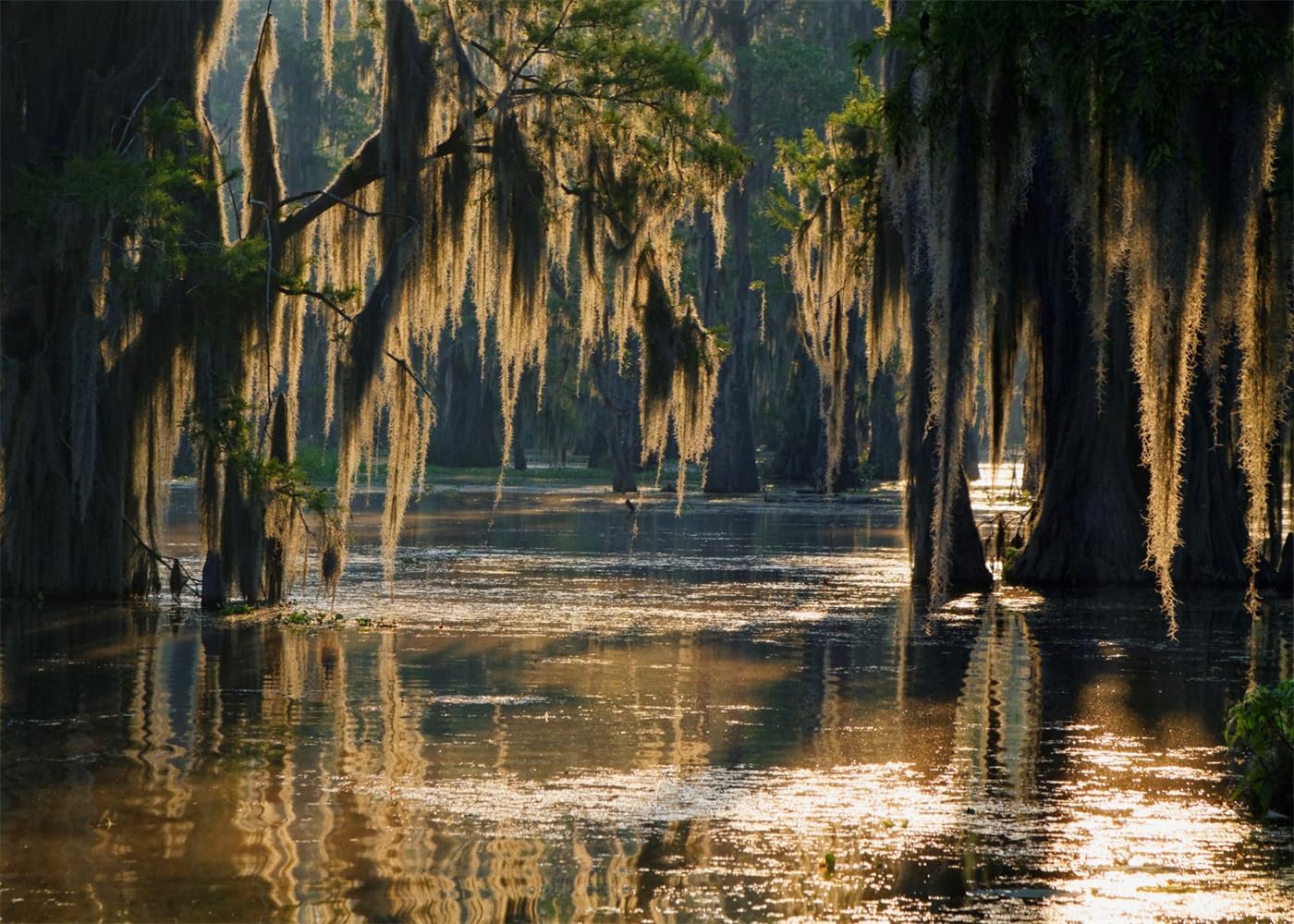 Swamp Landscape Backdrop for Stunning Photography and Events