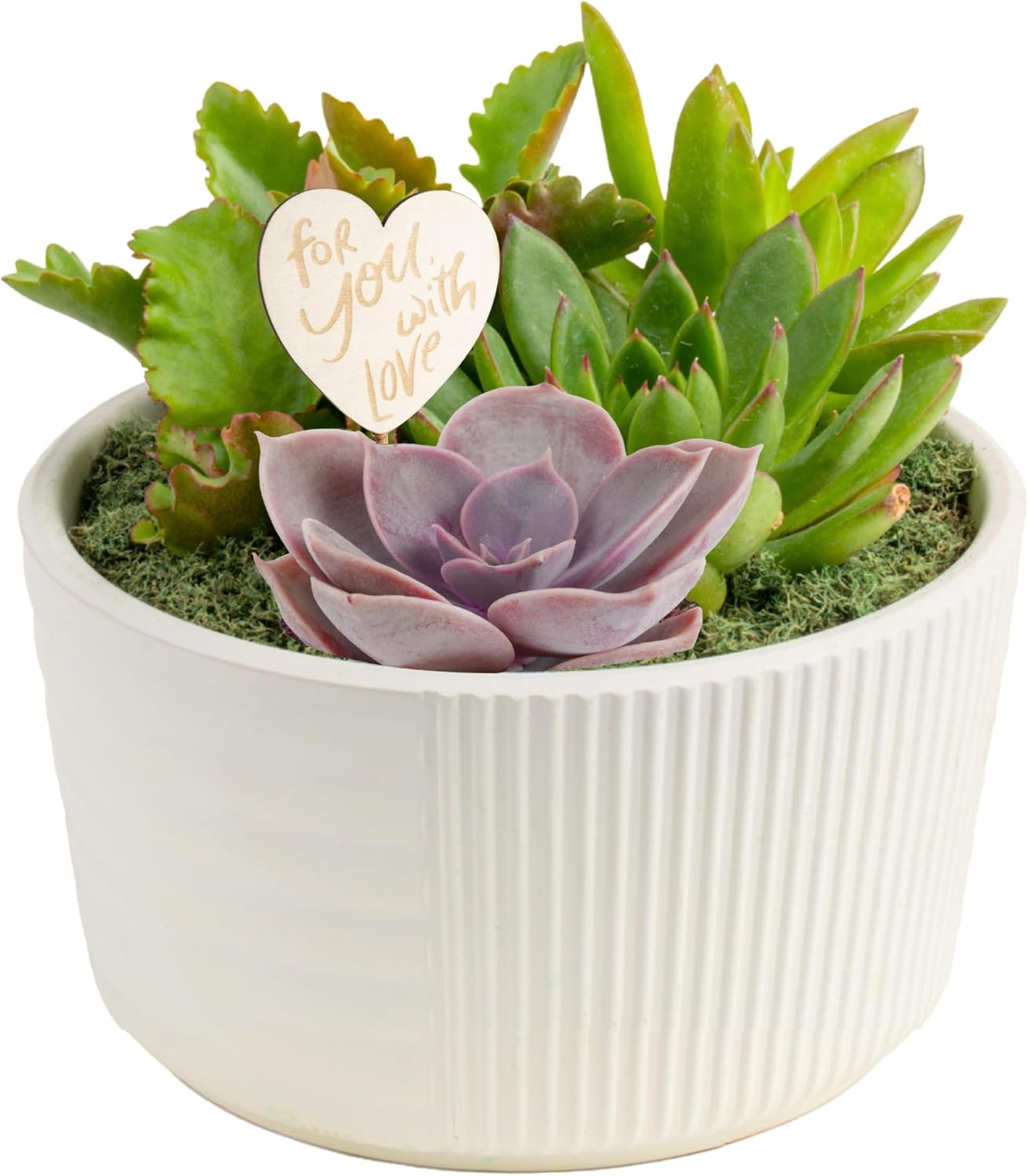 Costa Farms Succulent Garden Live Plants for Home Decor