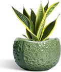 8 Inch Plant Pot Ceramic Planter - Modern Moon Design