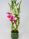 Jmbamboo Live 8 Braided Lucky Bamboo Plant Arrangement - Compact Good