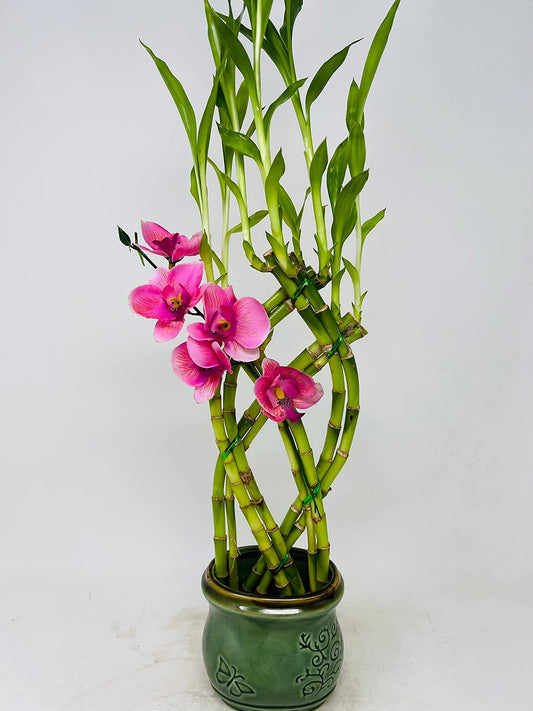 Live Braided Style Lucky Bamboo Plant Arrangement in Green Vase