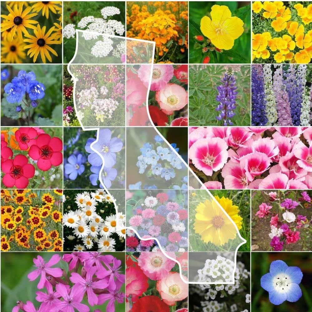 California Wildflower Mixed Seeds for Planting - 10 lb Bulk Pack