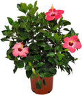 Hibiscus Bush Plant Pink Flower - 26 to 28 in Overall Height