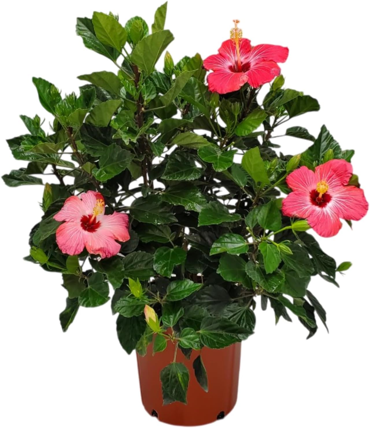 Hibiscus Bush Plant - Vibrant Pink Flowers for Your Garden