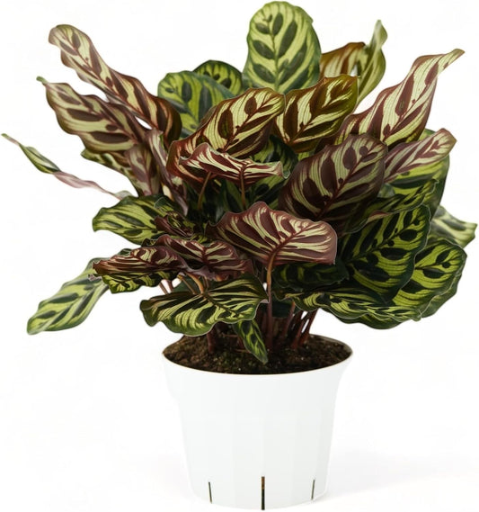 Calathea Peacock Live Plant - Vibrant Indoor Air Purifier