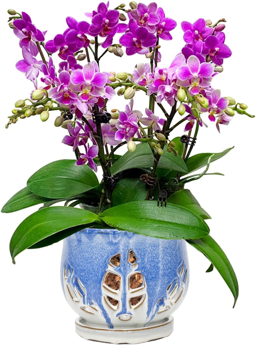 W&W Orchid Pot with Holes and Saucer for Better Growth