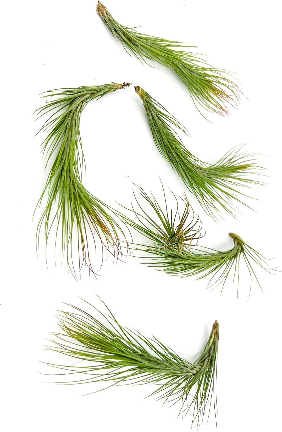 Ragnaroc Air Plants - Tillandsia Funckiana Hybrid for Home Decor