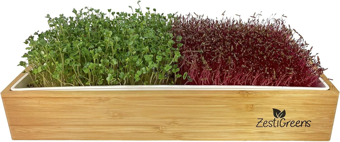 Self Watering Microgreens Growing Kit for Easy Gardening Fun